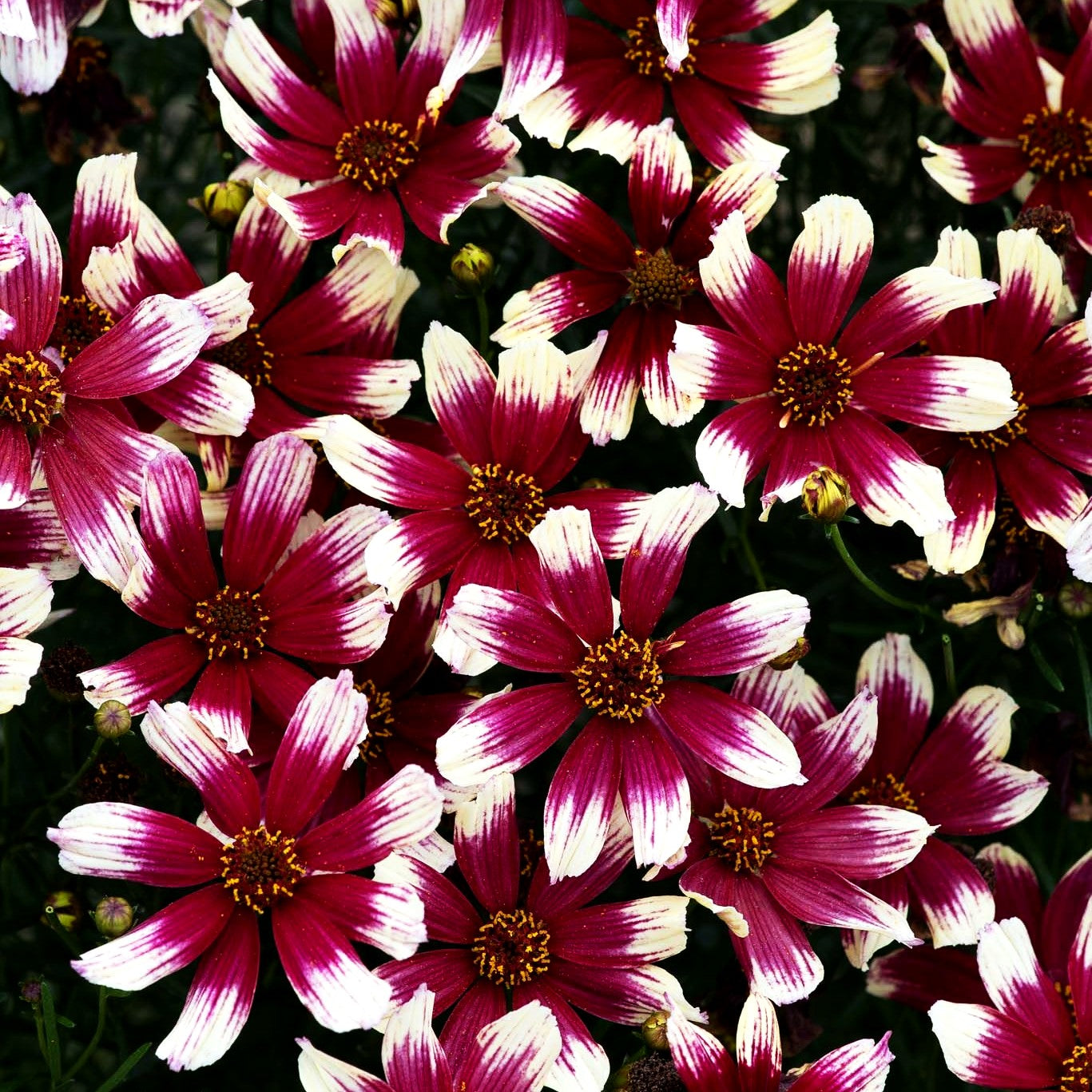 Kompaktes Mädchenauge 'Sunstar Rose' (Coreopsis verticillata)