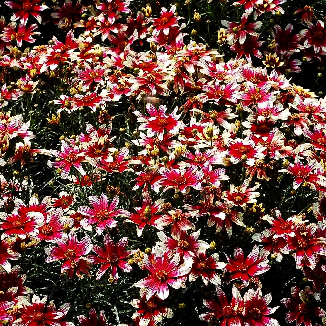 Kompaktes Mädchenauge 'Sunstar Rose' (Coreopsis verticillata)