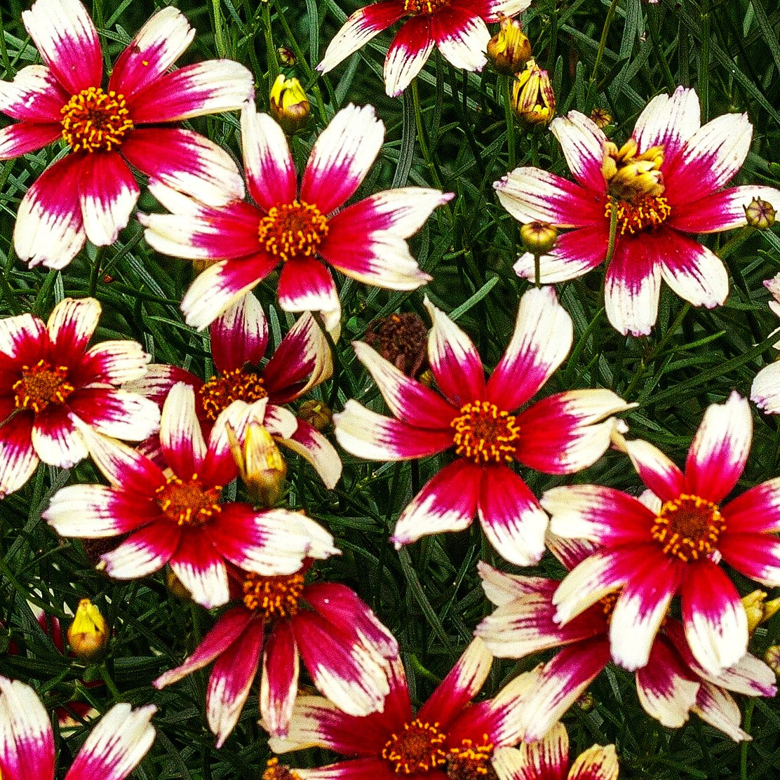 Kompaktes Mädchenauge 'Sunstar Rose' (Coreopsis verticillata)