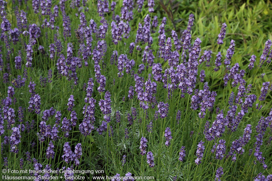 Kompaktwachsender Lavendel 'Anna' (Lavandula angustifolia)