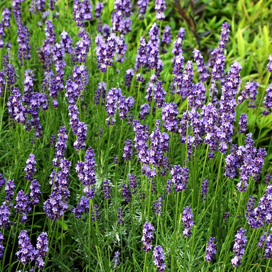 Kompaktwachsender Lavendel 'Anna' (Lavandula angustifolia)