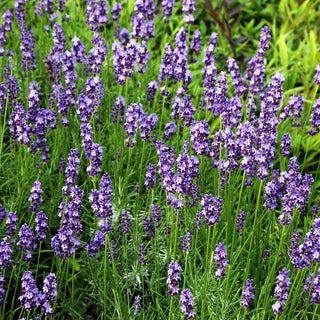 Kompaktwachsender Lavendel 'Anna' (Lavandula angustifolia)