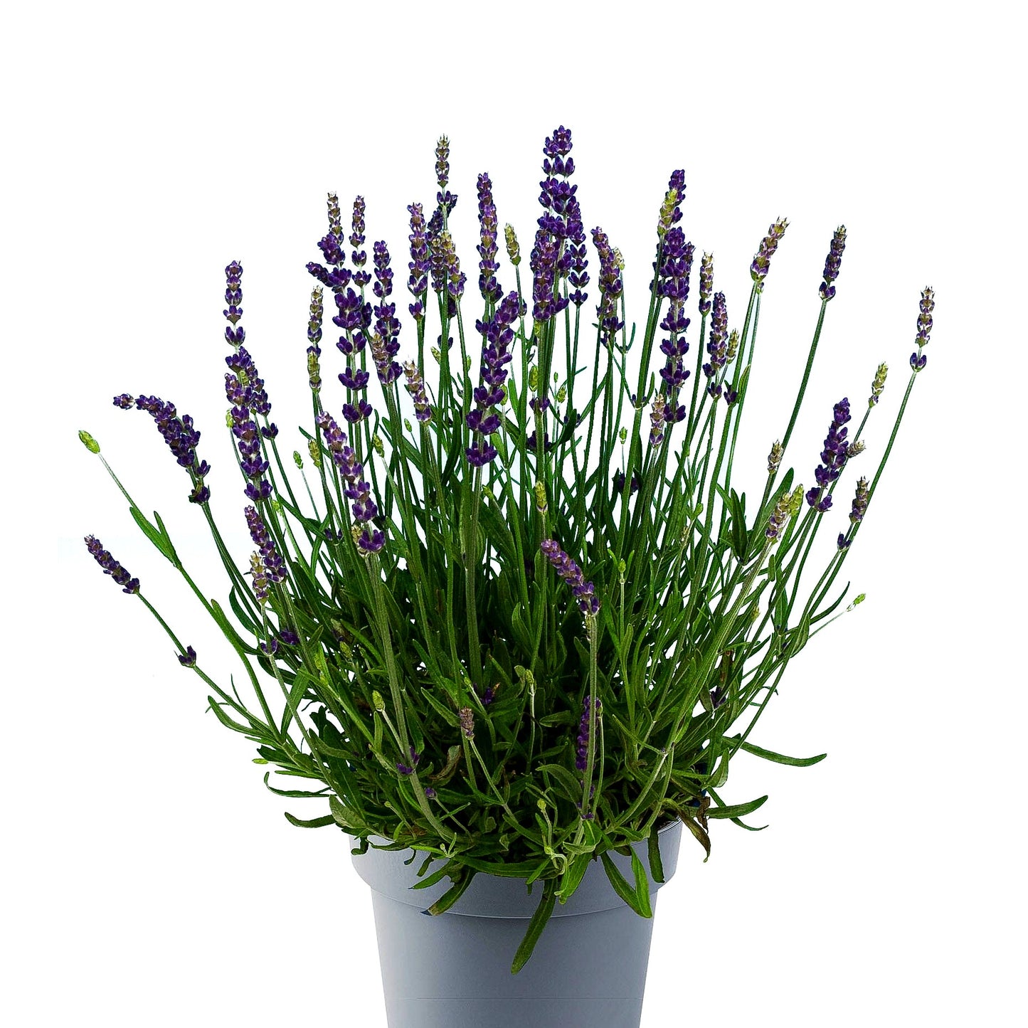 Kompaktwachsender Lavendel 'Anna' (Lavandula angustifolia)