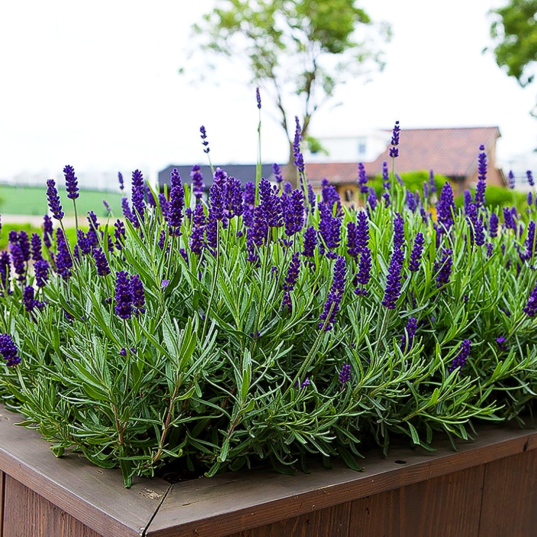 Kompaktwachsender Lavendel 'Anna' (Lavandula angustifolia)