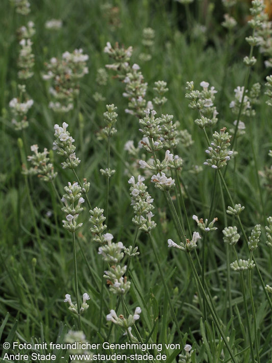 Kompaktwachsender Lavendel 'Arctic Snow' (Lavandula angustifolia)