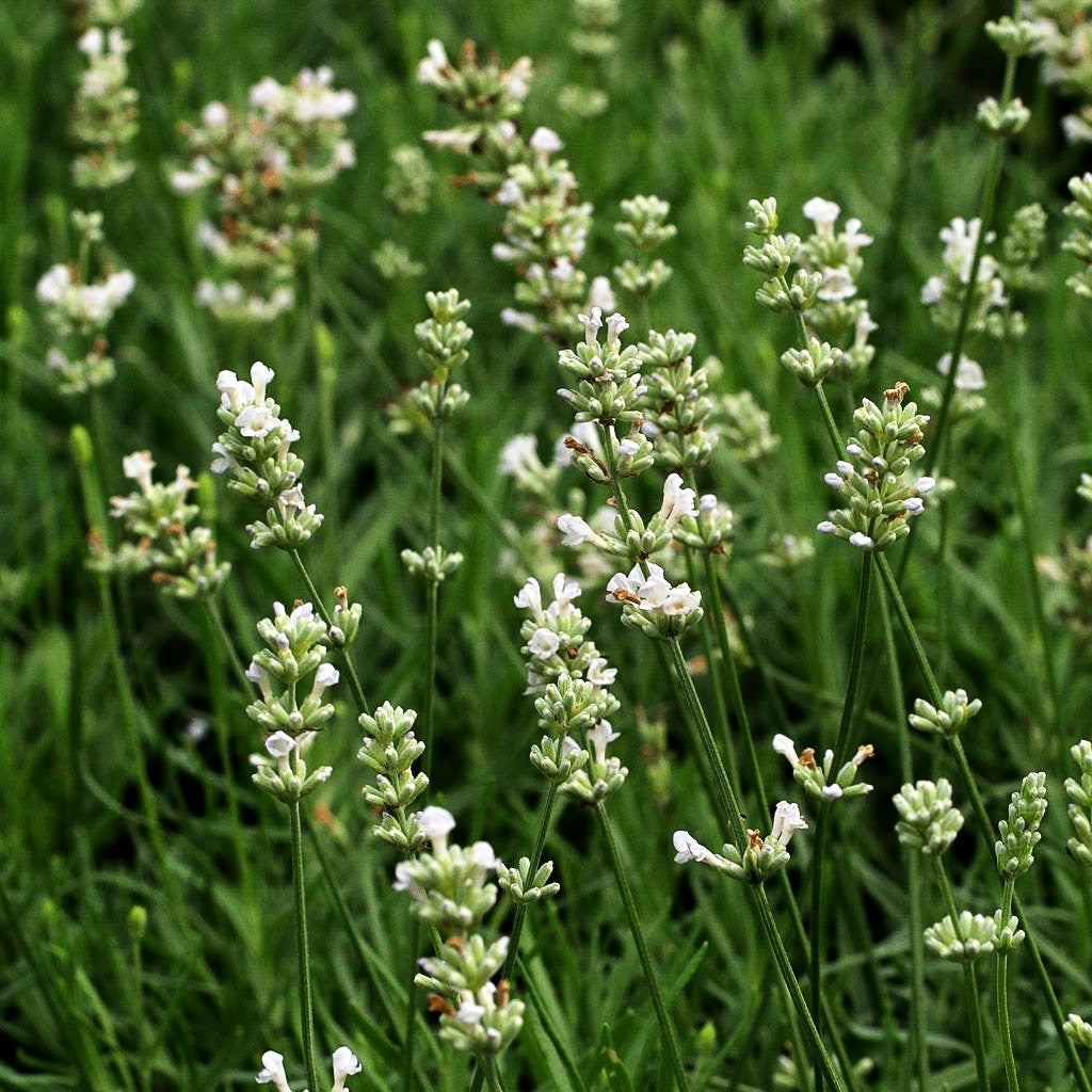 Kompaktwachsender Lavendel 'Arctic Snow' (Lavandula angustifolia)