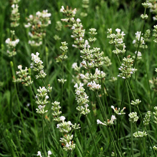 Kompaktwachsender Lavendel 'Arctic Snow' (Lavandula angustifolia)