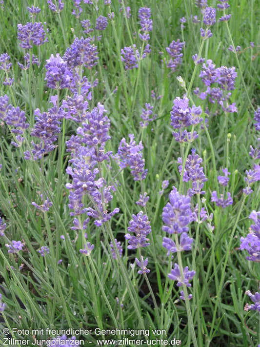Kompaktwachsender Lavendel 'Dwarf Blue' (Lavandula angustifolia)