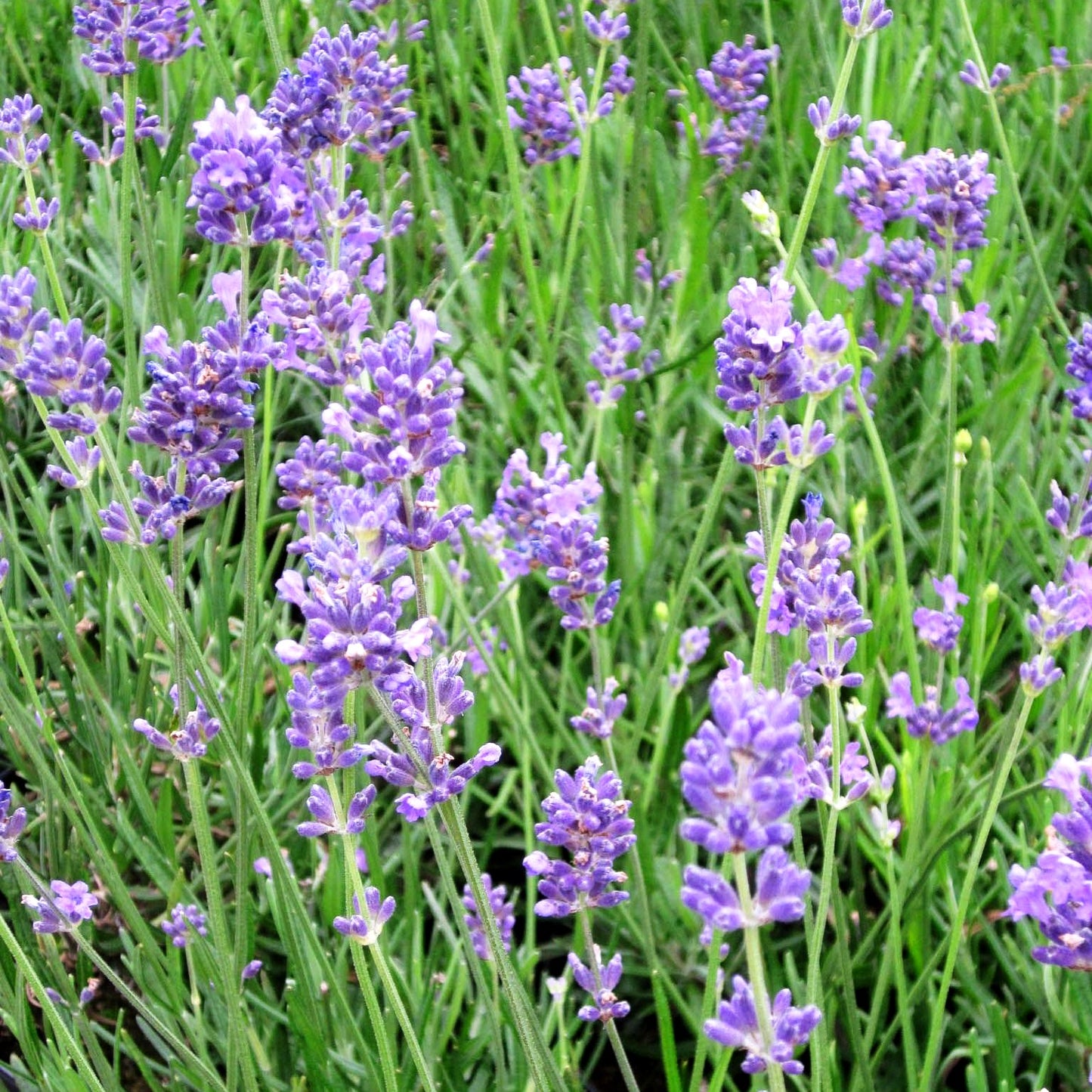 Kompaktwachsender Lavendel 'Dwarf Blue' (Lavandula angustifolia)