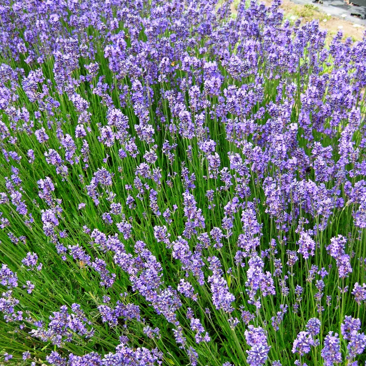 Kompaktwachsender Lavendel 'Dwarf Blue' (Lavandula angustifolia)