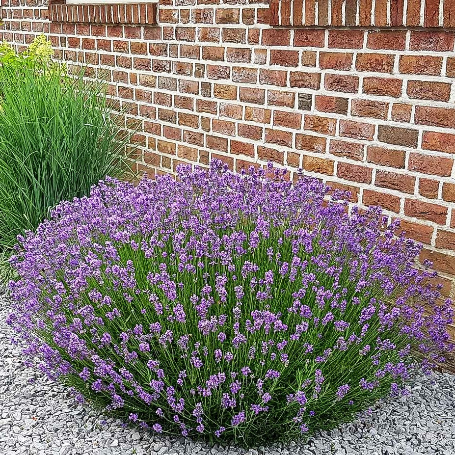 Kompaktwachsender Lavendel 'Dwarf Blue' (Lavandula angustifolia)