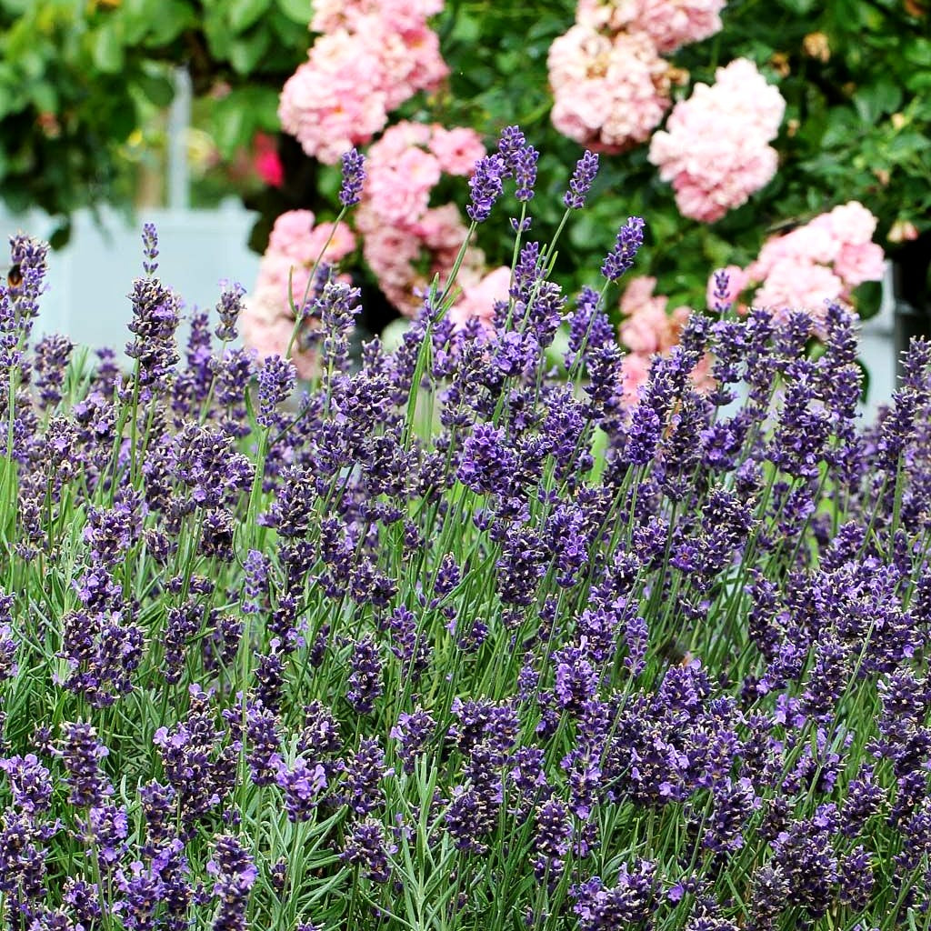 Kompaktwachsender Lavendel 'Dwarf Blue' (Lavandula angustifolia)