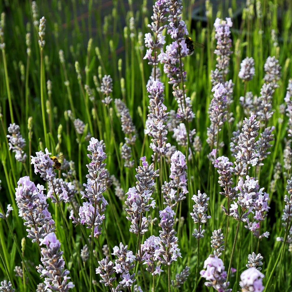 Kompaktwachsender Lavendel 'Miss Katherine' (Lavandula angustifolia)