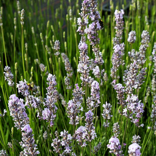 Kompaktwachsender Lavendel 'Miss Katherine' (Lavandula angustifolia)