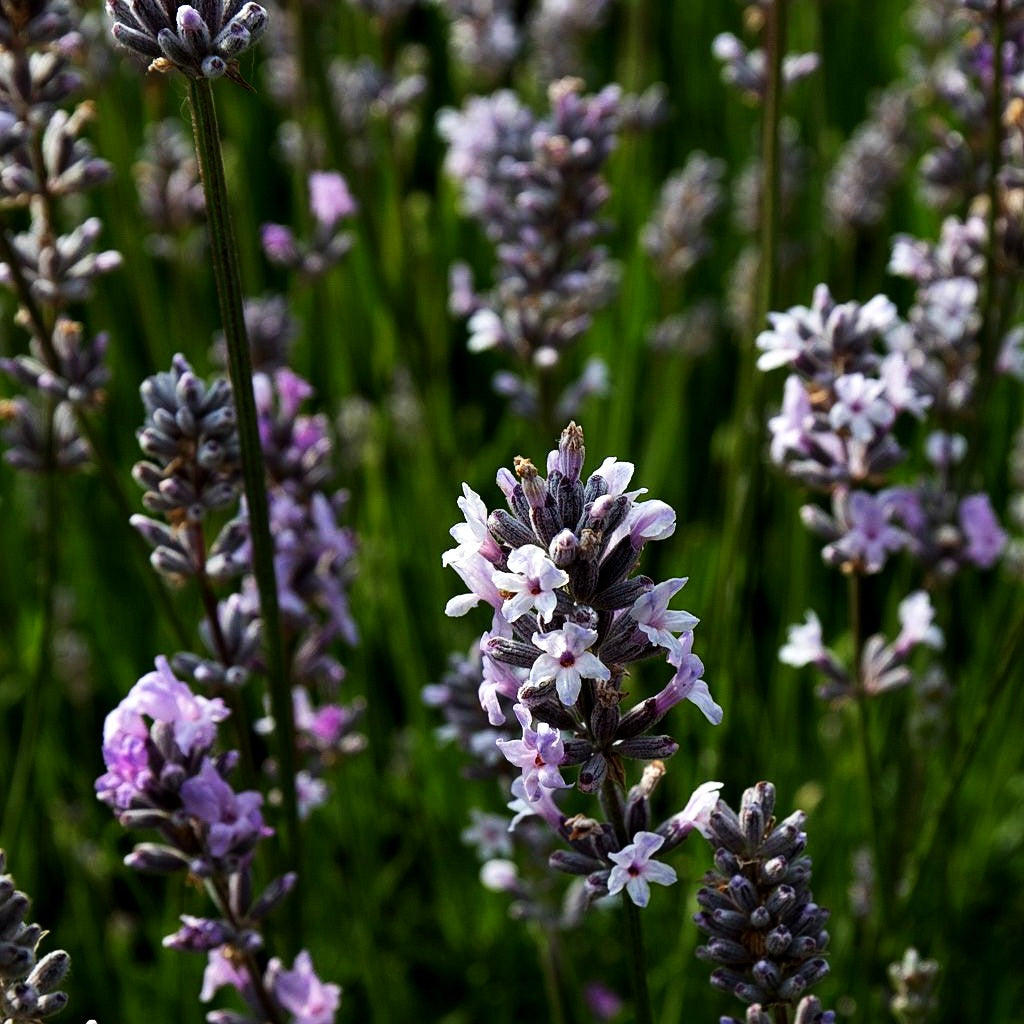 Kompaktwachsender Lavendel 'Miss Katherine' (Lavandula angustifolia)