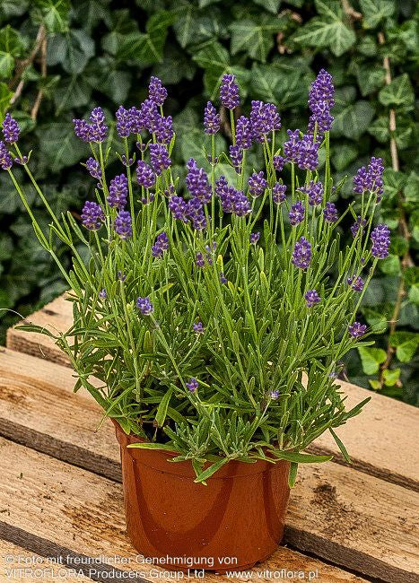 Kompaktwachsender Lavendel 'Thumbelina Leigh' (Lavandula angustifolia)