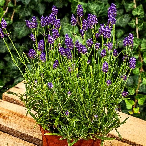 Kompaktwachsender Lavendel 'Thumbelina Leigh' (Lavandula angustifolia)