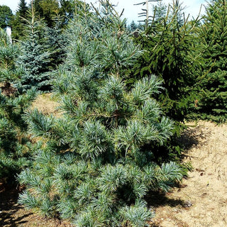 Korea-Kiefer 'Glauca' (Pinus koraiensis)