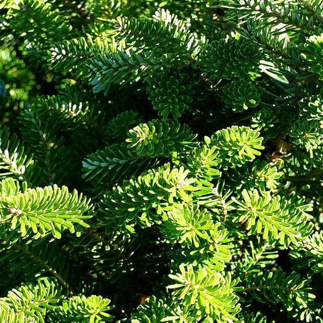 Korea-Tanne 'Molli' (Abies koreana)