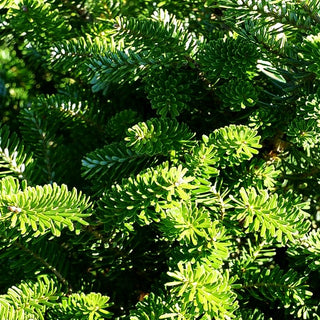 Korea-Tanne 'Molli' (Abies koreana)