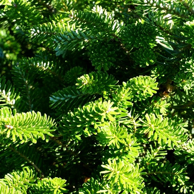 Korea-Tanne 'Molli' (Abies koreana)