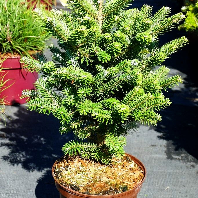 Korea-Tanne 'Molli' (Abies koreana)