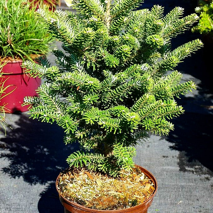 Korea-Tanne 'Molli' (Abies koreana)
