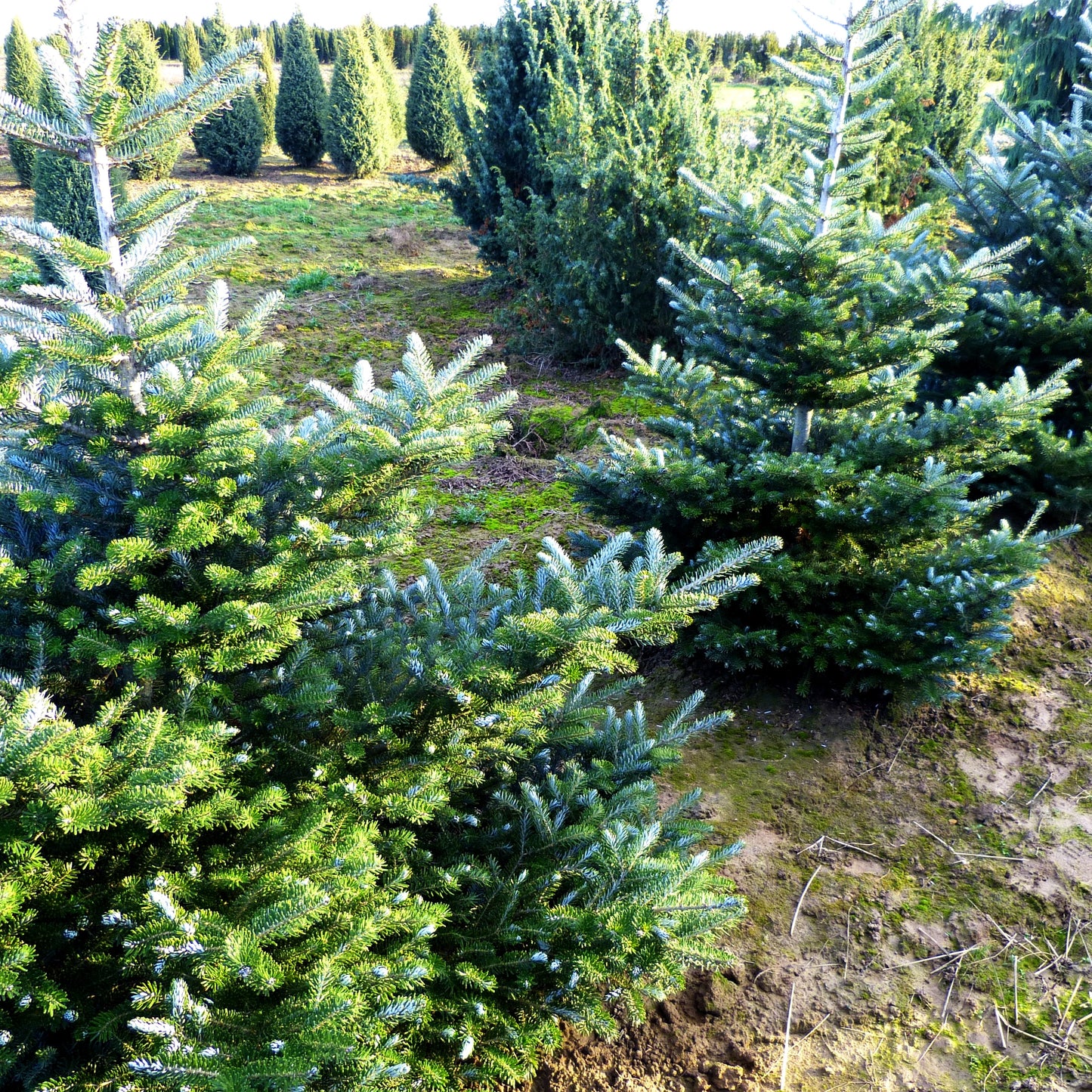Korea-Tanne 'Molli' (Abies koreana)