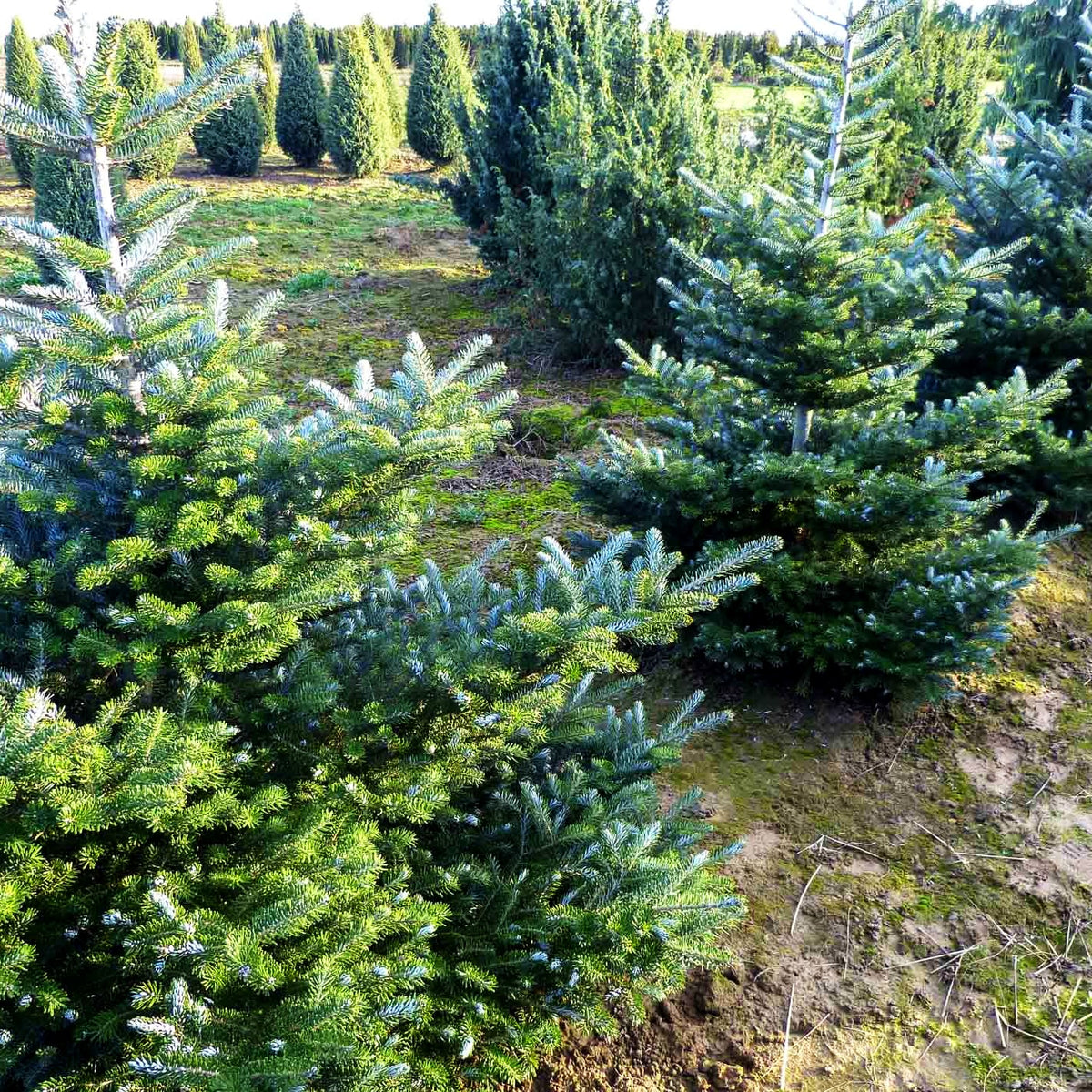 Korea-Tanne 'Molli' (Abies koreana)