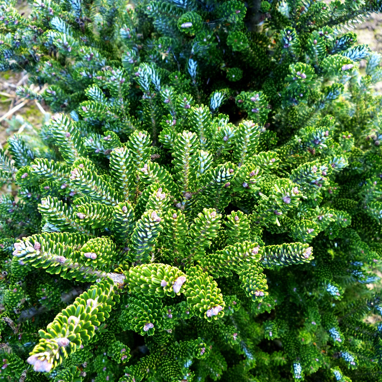 Korea-Tanne 'Molli' (Abies koreana)