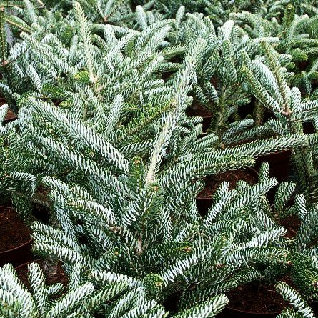 Korea-Tanne 'Silver Star' (Abies koreana)