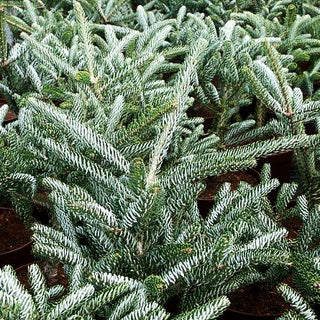 Korea-Tanne 'Silver Star' (Abies koreana)