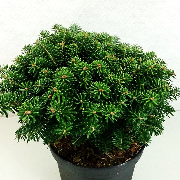 Korea-Tanne 'Tundra' (Abies koreana)