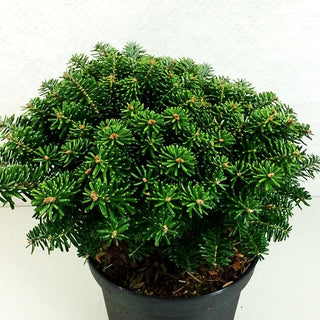 Korea-Tanne 'Tundra' (Abies koreana)