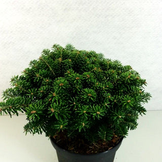 Korea-Tanne 'Tundra' (Abies koreana)