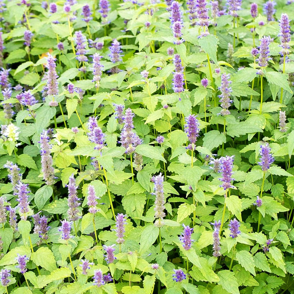 Koreanische Minze (Agastache rugosa)
