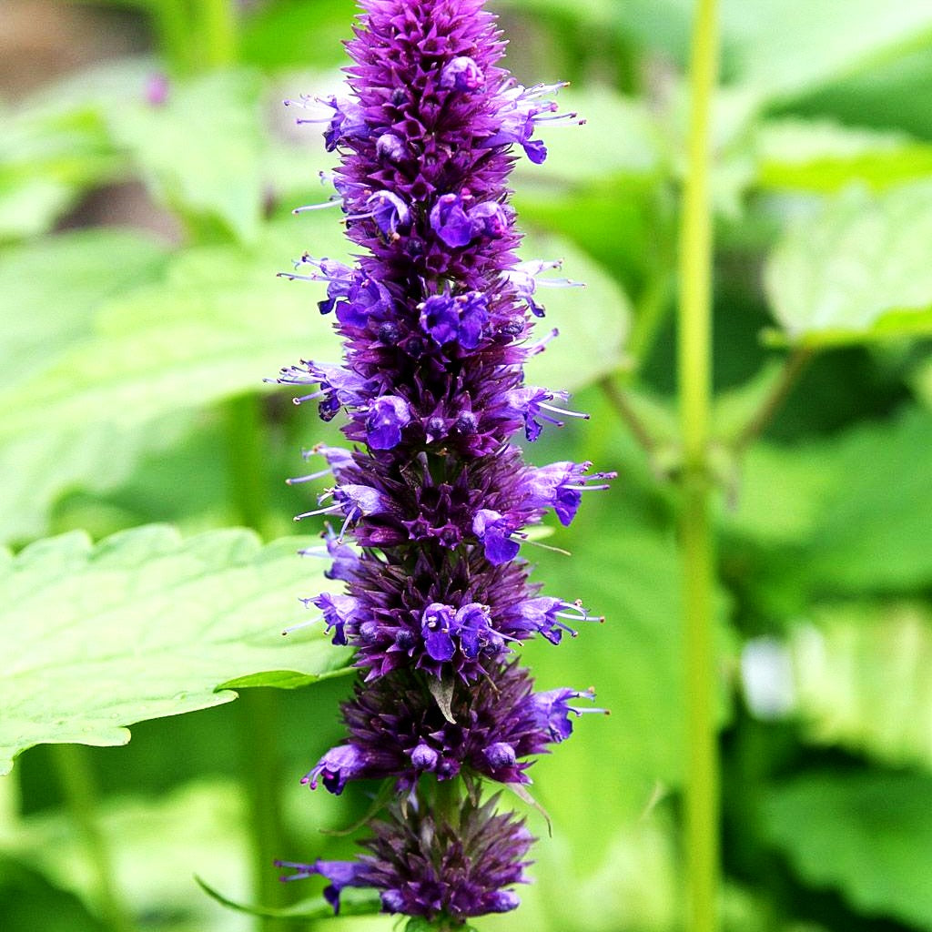 Koreanische Minze (Agastache rugosa)