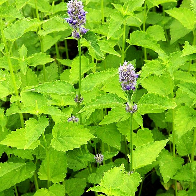 Koreanische Minze (Agastache rugosa)