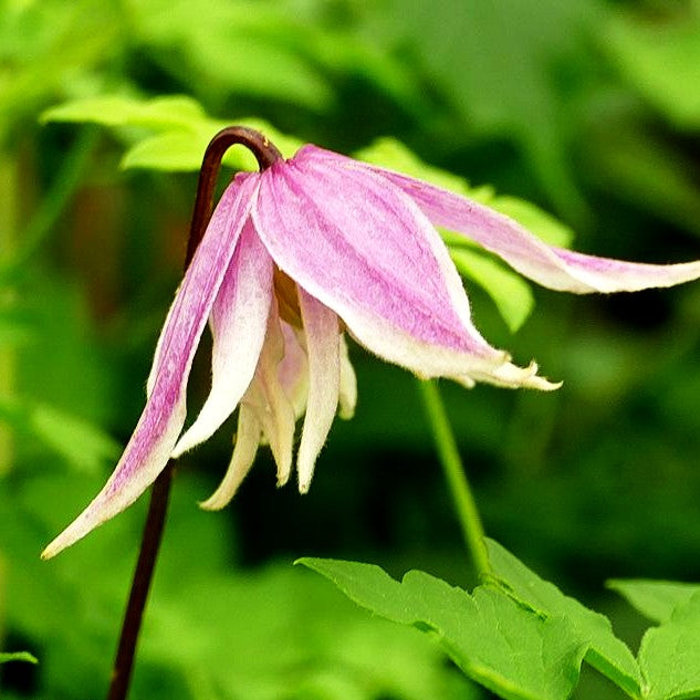 Koreanische Waldrebe 'Propertius' (Clematis koreana)