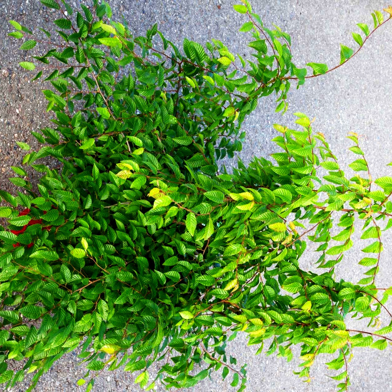 Koreanische Weißbuche (Carpinus coreana)
