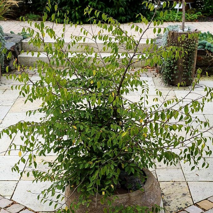 Koreanische Weißbuche (Carpinus coreana)