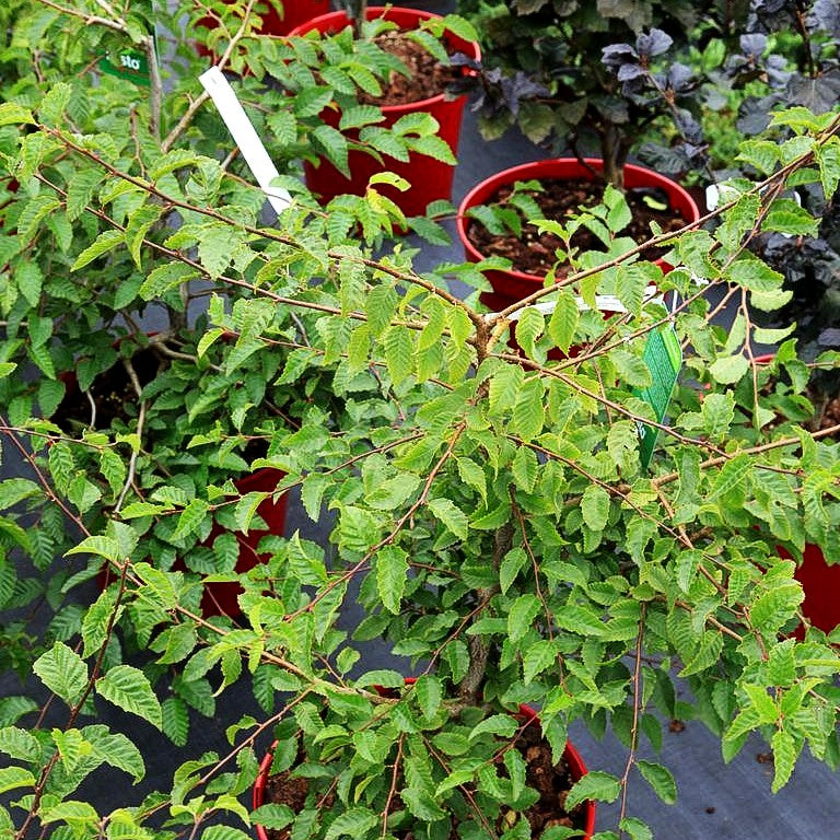 Koreanische Weißbuche (Carpinus coreana)