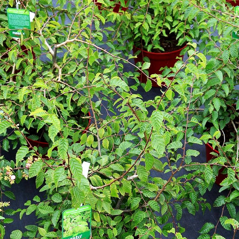Koreanische Weißbuche (Carpinus coreana)