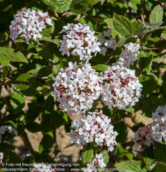 Koreanischer Duft-Schneeball 'Aurora' (Viburnum carlesii)