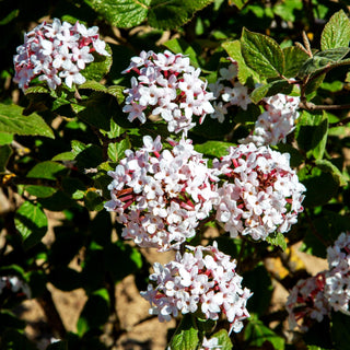 Koreanischer Duft-Schneeball 'Aurora' (Viburnum carlesii)