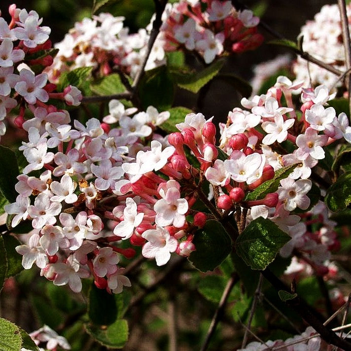 Koreanischer Duft-Schneeball 'Aurora' (Viburnum carlesii)