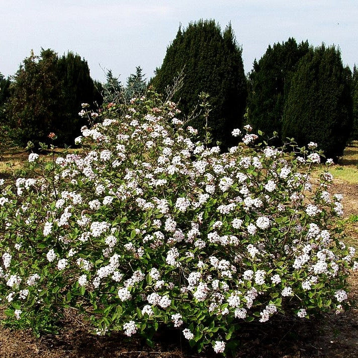 Koreanischer Duft-Schneeball 'Aurora' (Viburnum carlesii)