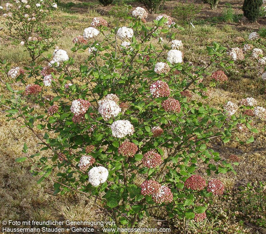 Koreanischer Duft-Schneeball (Viburnum carlesii)