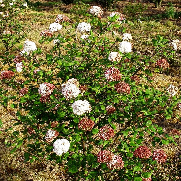 Koreanischer Duft-Schneeball (Viburnum carlesii)
