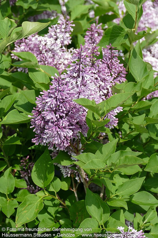 Koreanischer Flieder 'Miss Kim' (Syringa patula)